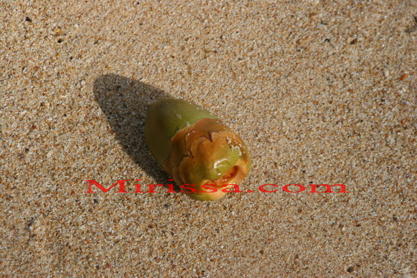 coconut on the beach